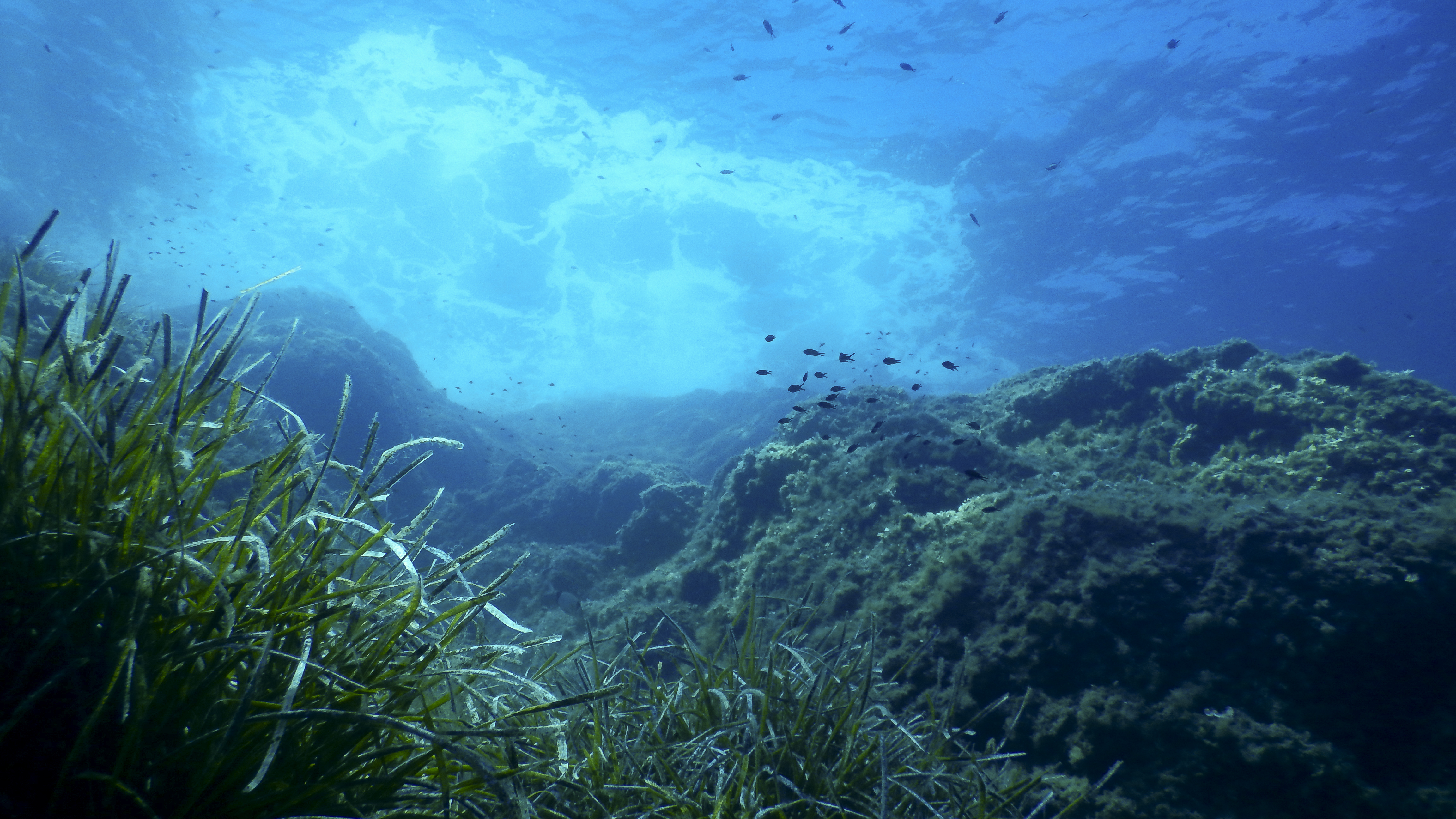 Seagrass meadow