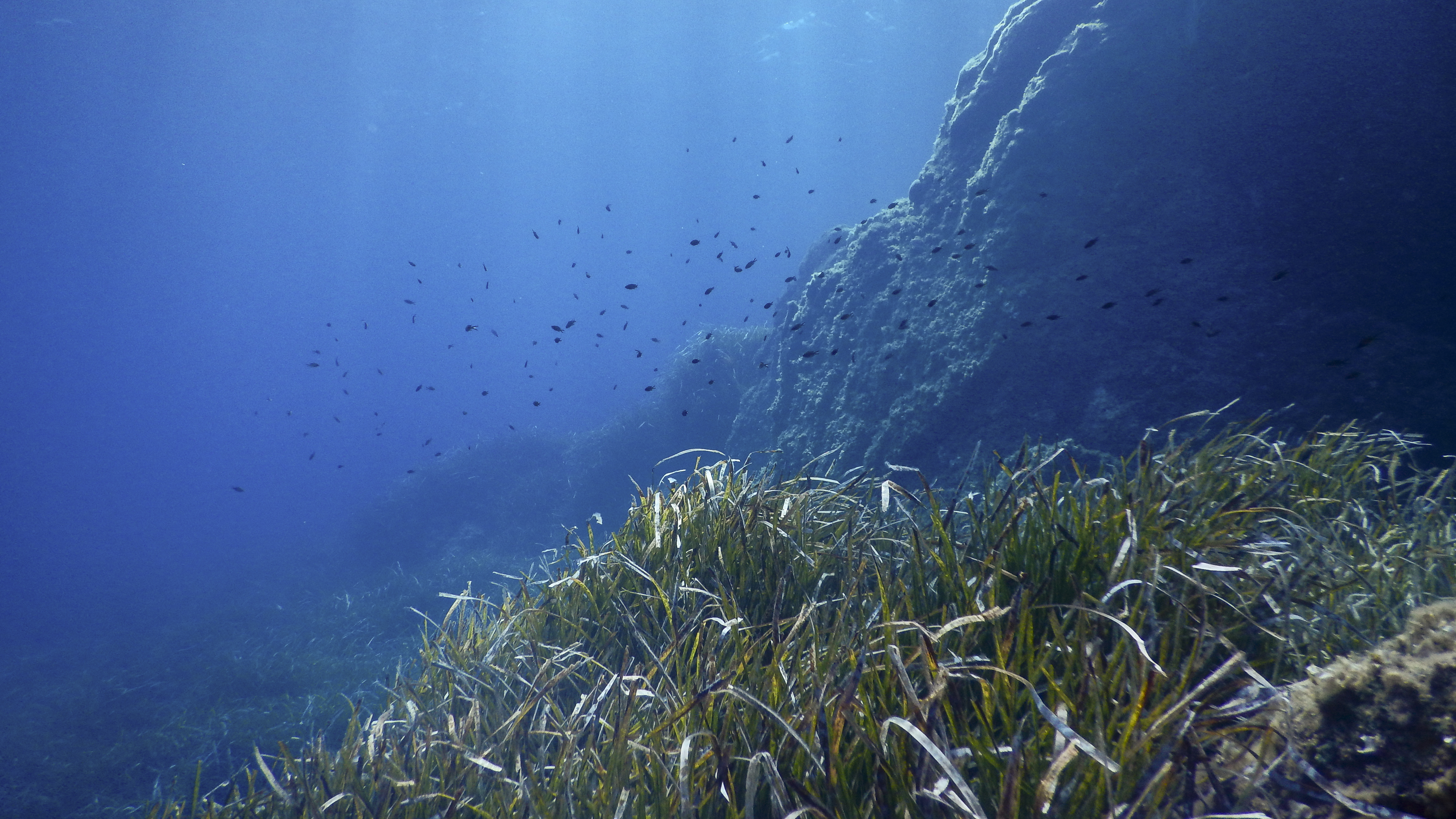 Seagrass carbon sink illustration