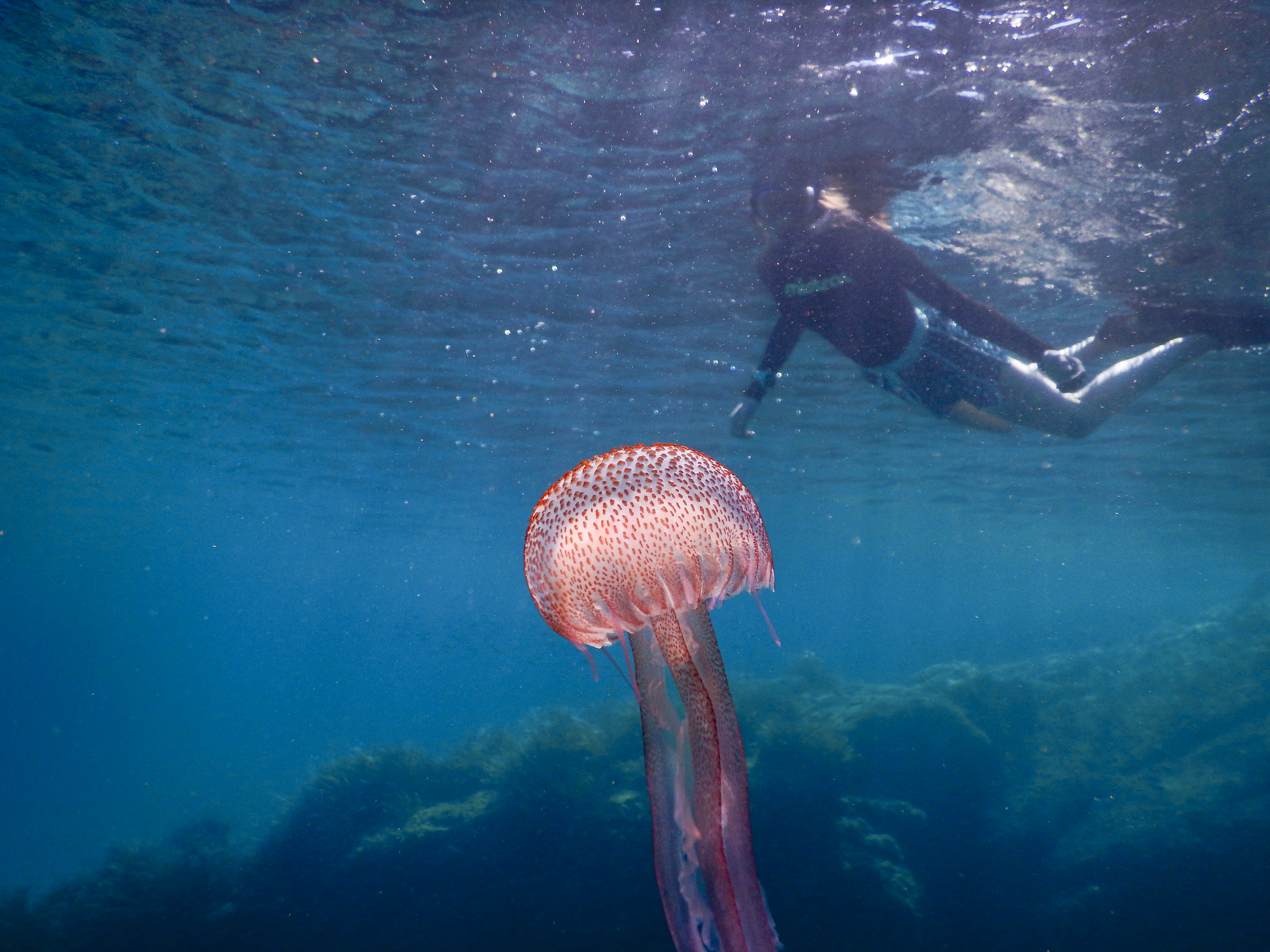 Seagrass Guards contact ocean